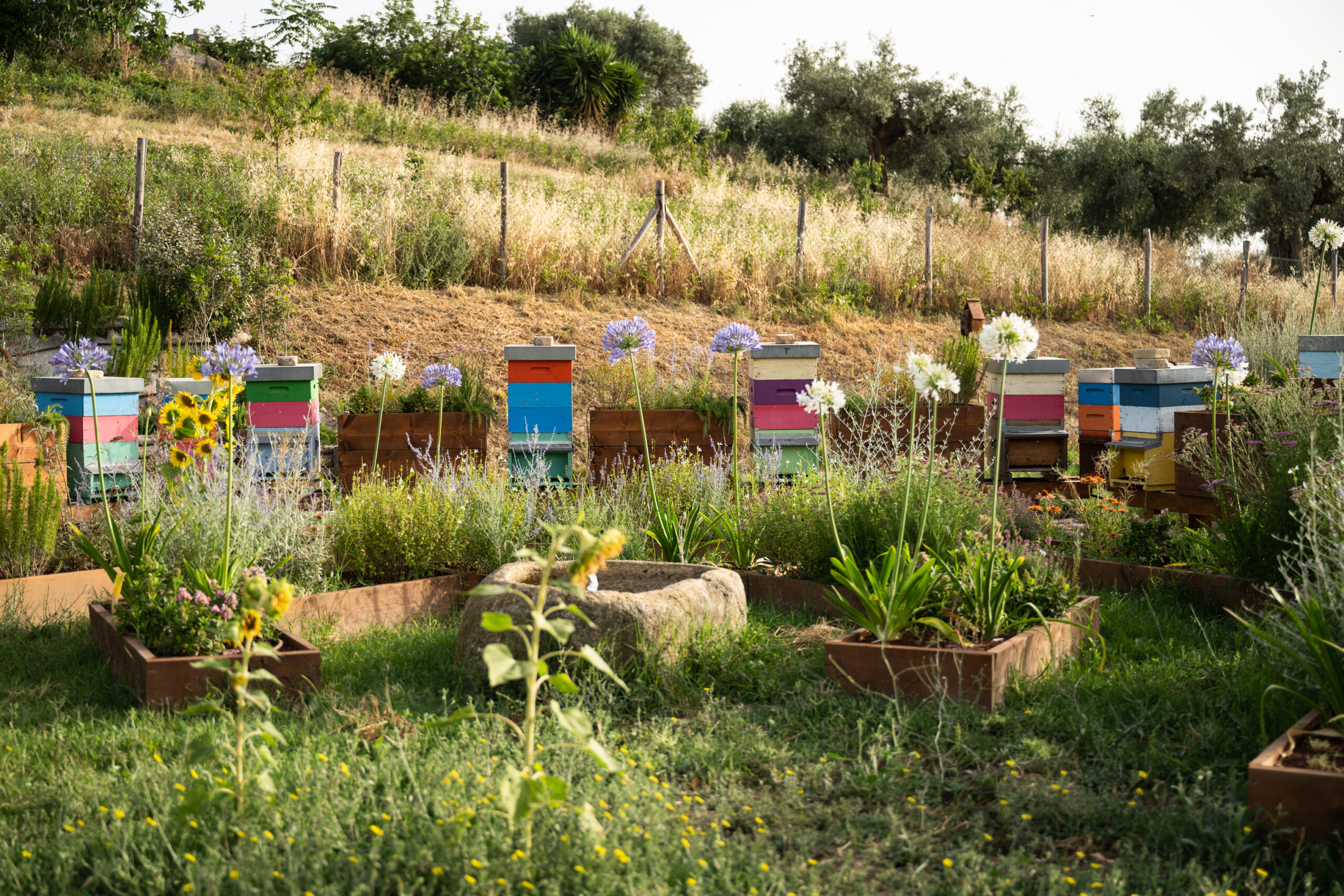 Un giardino per gli impollinatori