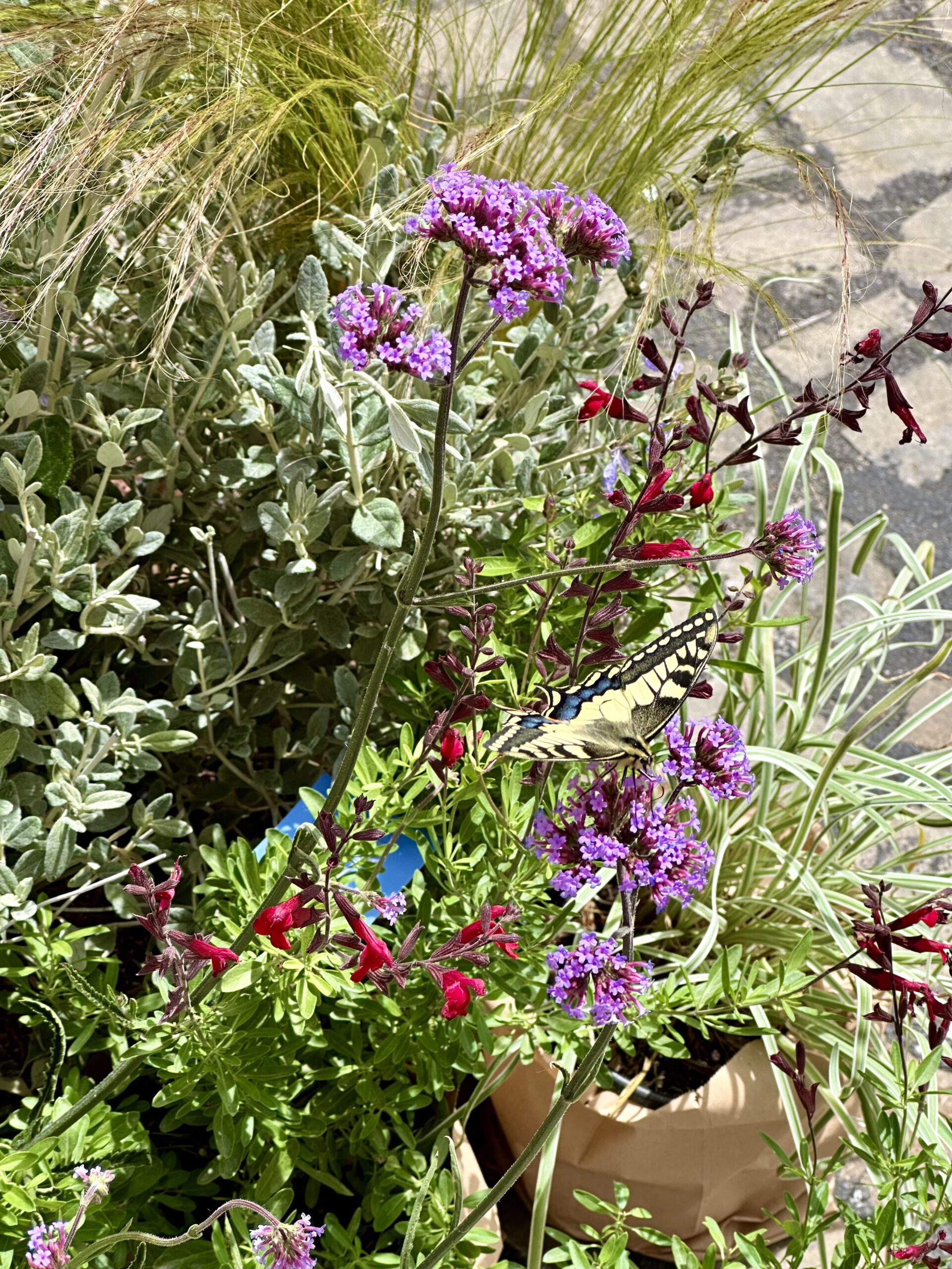 Un giardino per Offagna